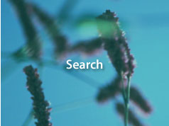 Search